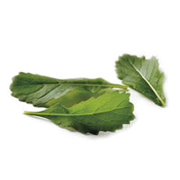 ROCKET WILDFIRE/WASABI-SAMEN